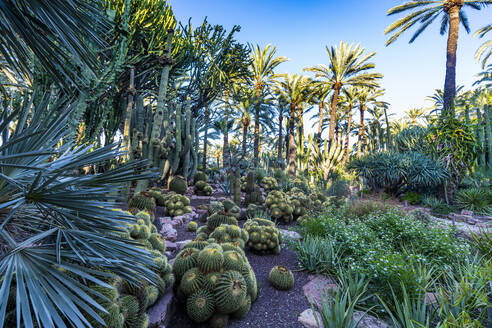 Kaktusgarten, Palmen, Palmeral (Palmenhain) von Elche, UNESCO-Weltkulturerbe, Alicante, Valencia, Spanien, Europa - RHPLF23778