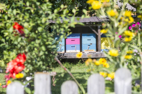 Bunter Bienenstock im Garten an einem sonnigen Tag - HHF05841