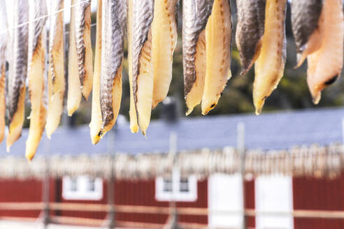 Stockfisch zum Trocknen aufgehängt, Nusfjord, Lofoten, Norwegen, Skandinavien, Europa - RHPLF23803