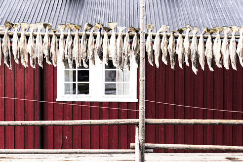Stockfisch in einer Reihe zum Trocknen aufgehängt vor dem traditionellen Rorbu, Nusfjord, Lofoten, Inseln, Norwegen, Skandinavien, Europa - RHPLF23804