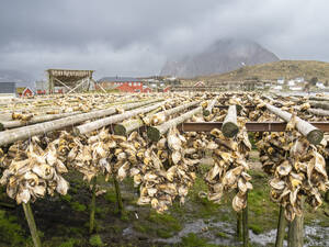 Kabeljau, der auf Gestellen zu Stockfisch getrocknet wird, in der Stadt Reine, Moskenesoya im Lofoten-Archipel, Norwegen, Skandinavien, Europa - RHPLF23865