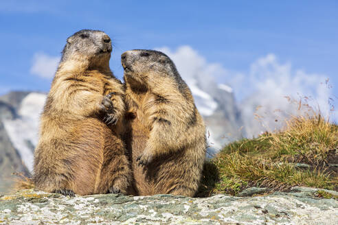 Zwei Alpenmurmeltiere (Marmota marmota) beim Fressen im Freien - FOF13664