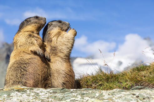 Zwei Alpenmurmeltiere (Marmota marmota) beim Fressen im Freien - FOF13665
