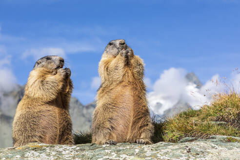 Zwei Alpenmurmeltiere (Marmota marmota) beim Fressen im Freien - FOF13666