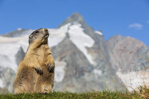 Österreich, Salzburger Land, Alpenmurmeltier (Marmota marmota) mit Gipfel des Großglockners im Hintergrund - FOF13667