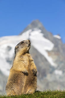 Österreich, Salzburger Land, Alpenmurmeltier (Marmota marmota) mit Gipfel des Großglockners im Hintergrund - FOF13668