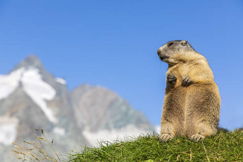 Österreich, Salzburger Land, Alpenmurmeltier (Marmota marmota) mit Gipfel des Großglockners im Hintergrund - FOF13669