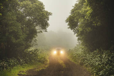 Car with headlights amidst trees - PCLF00351