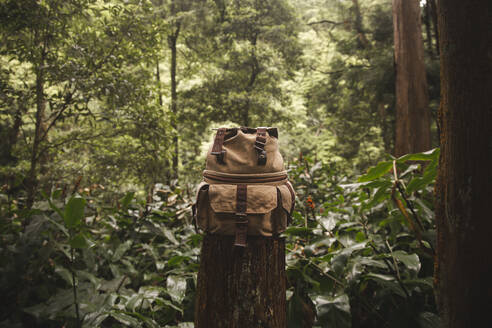 Rucksack auf Baumstumpf im Wald - PCLF00370