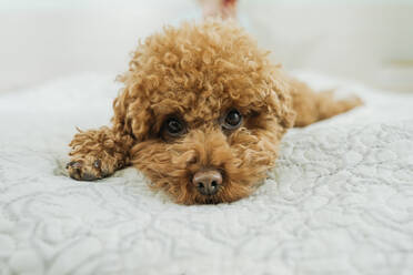 Niedlicher brauner Pudelhund auf dem Bett liegend - OSF01510