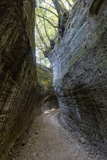 Narrow road amidst rocky wall under trees, Tuscany, Italy - MAMF02764