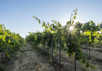 Weinberg unter freiem Himmel an einem sonnigen Tag - MAMF02767