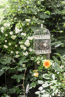 Empty bird cage in front of flowering rose bush - HHF05853