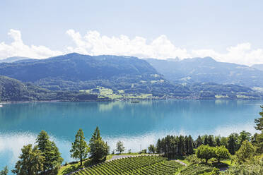 Schweiz, Kanton St. Gallen, Blick auf den Walensee und die Churfirstenkette mit Weinberg im Vordergrund - GWF07776