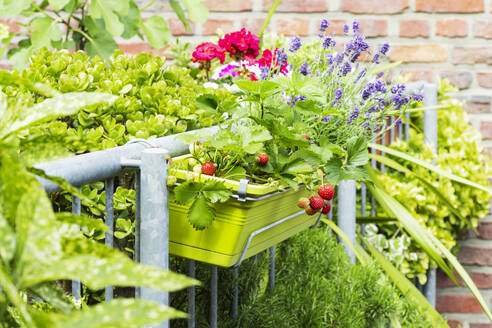 Erdbeeren und Lavendel im Balkongarten angebaut - GWF07778