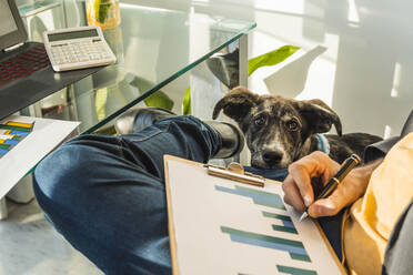 Businessman preparing graphs sitting with dog near desk at home office - MGRF00915