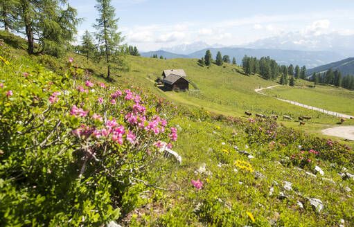 Austria, Salzburger Land, Altenmarkt im Pongau, Alpine pasture in spring with wildflowers blooming in foreground - HHF05863