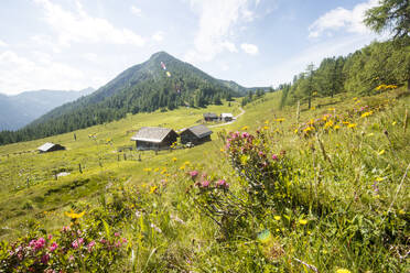 Österreich, Salzburger Land, Altenmarkt im Pongau, Almwiese im Frühling mit blühenden Wildblumen im Vordergrund - HHF05864