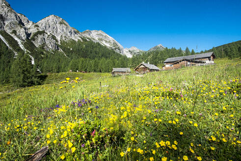 Österreich, Salzburger Land, Altenmarkt im Pongau, Almwiese im Frühling mit Tauernkarleitenalm im Hintergrund - HHF05866