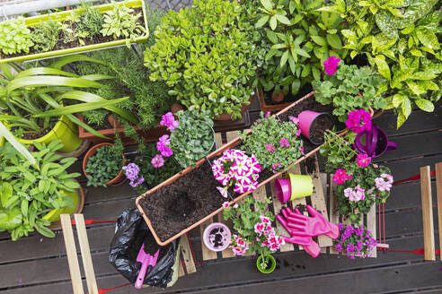 Planting of herbs and pink summer flowers in balcony garden - GWF07779