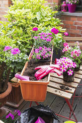 Planting of pink summer flowers in balcony garden - GWF07780