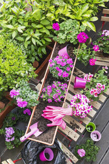 Planting of pink summer flowers in balcony garden - GWF07781