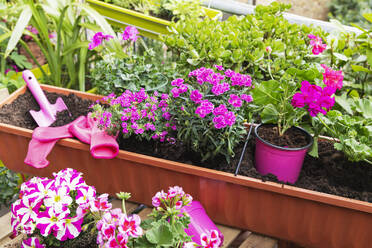 Bepflanzung von rosa Sommerblumen im Balkongarten - GWF07783