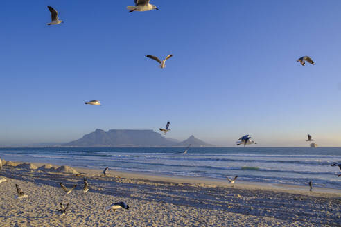 Südafrika, Westliche Kap-Provinz, Möwenschwarm fliegt über Sandstrand mit Tafelberg im Hintergrund - LBF03806