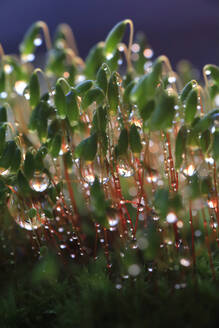 Moss and lichen covered in raindrops - JTF02327