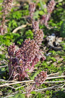 Butterbur (Petasites hybridus) growing outdoors - JTF02328