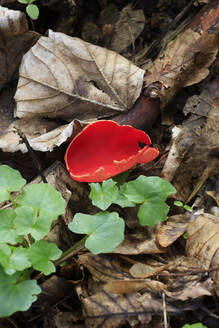 Scharlachroter Elfenbecher (Sarcoscypha coccinea) wächst auf dem Waldboden - JTF02330