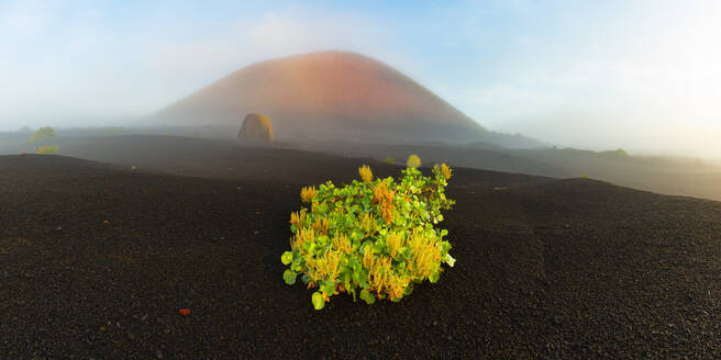 Spain, Canary Islands, Rumex lunaria growing in front of Caldera Colorada in Parque Natural de Los Volcanes - WGF01453
