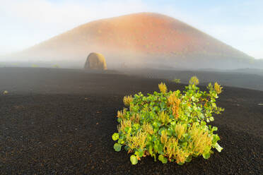 Spanien, Kanarische Inseln, Rumex lunaria wächst vor der Caldera Colorada im Parque Natural de Los Volcanes - WGF01454