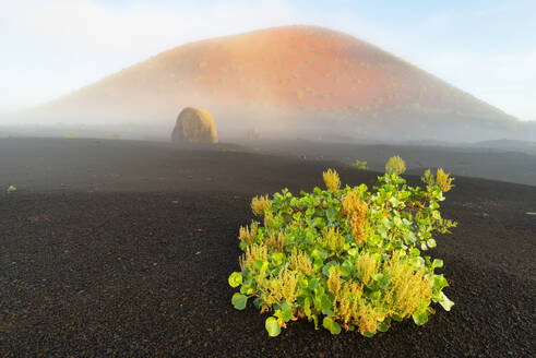 Spanien, Kanarische Inseln, Rumex lunaria wächst vor der Caldera Colorada im Parque Natural de Los Volcanes - WGF01454