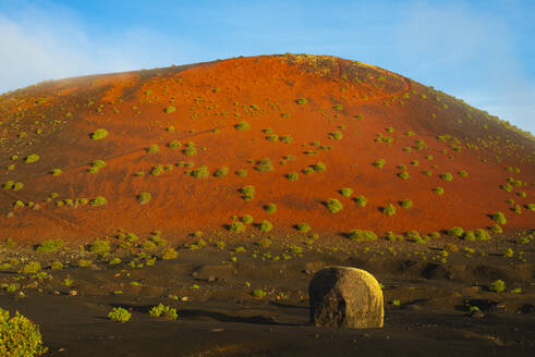 Spain, Canary Islands, Rumex lunaria growing on Caldera Colorada in Parque Natural de Los Volcanes - WGF01455