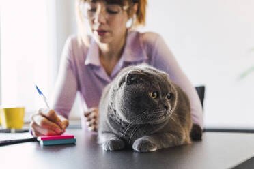 Katze sitzt auf einem Schreibtisch mit einer Geschäftsfrau, die im Hintergrund arbeitet - PNAF05212