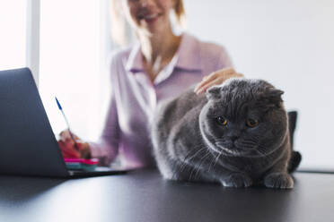 Geschäftsfrau streichelt Katze, die am Schreibtisch sitzt - PNAF05213