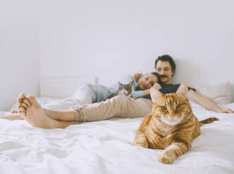 Cat sitting on bed with couple in background at home - NDEF00547