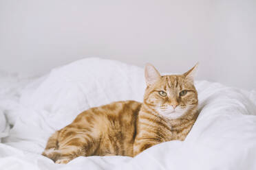 Ingwer-Katze auf dem Bett liegend zu Hause - NDEF00559