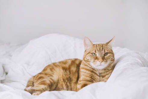 Ingwer-Katze auf dem Bett liegend zu Hause - NDEF00559