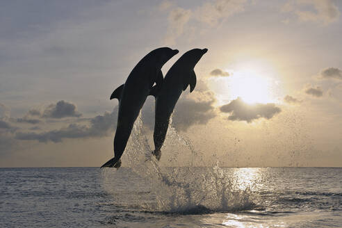 Silhouetten von zwei Großen Tümmlern (Tursiops truncatus), die gegen die untergehende Sonne springen - RUEF04006