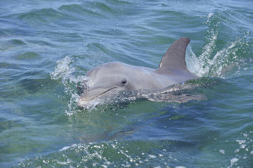 Großer Tümmler (Tursiops truncatus) schwimmt nahe der Oberfläche im Karibischen Meer - RUEF04008