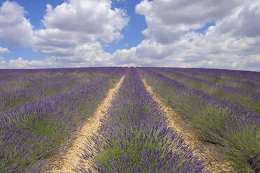 Frankreich, Provence-Alpes-Cote d'Azur, Lavendelfeld auf dem Plateau de Valensole - RUEF04009