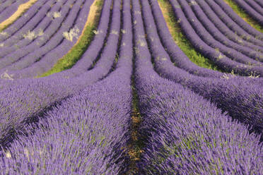 Frankreich, Provence-Alpes-Cote d'Azur, Lavendelfeld auf dem Plateau de Valensole - RUEF04010