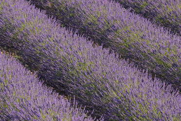 Frankreich, Provence-Alpes-Cote d'Azur, Lavendelfeld auf dem Plateau de Valensole - RUEF04011