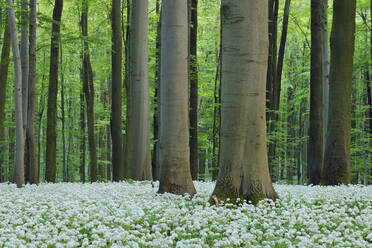 Germany, Thuringia, Allium flowers blooming in springtime forest - RUEF04014