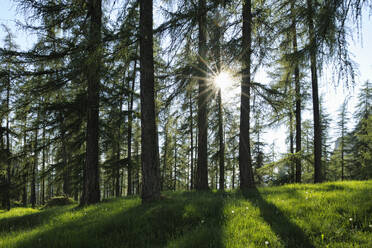 Italy, Trentino-Alto Adige, Summer sun shining over larch trees (Larix decidua) in Dolomites - RUEF04015