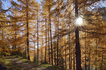 Italien, Trentino-Südtirol, Die Sonne scheint durch die Zweige der Lärche (Larix decidua) im Herbst - RUEF04016