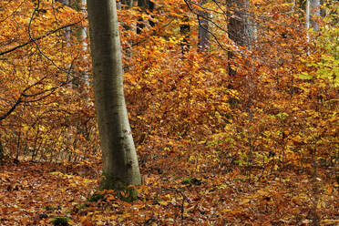 Wald in Herbstfarben gemalt - RUEF04020
