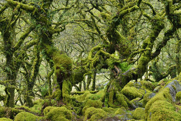UK, England, Grüne moosbewachsene Bäume im Wistmans Wood - RUEF04021